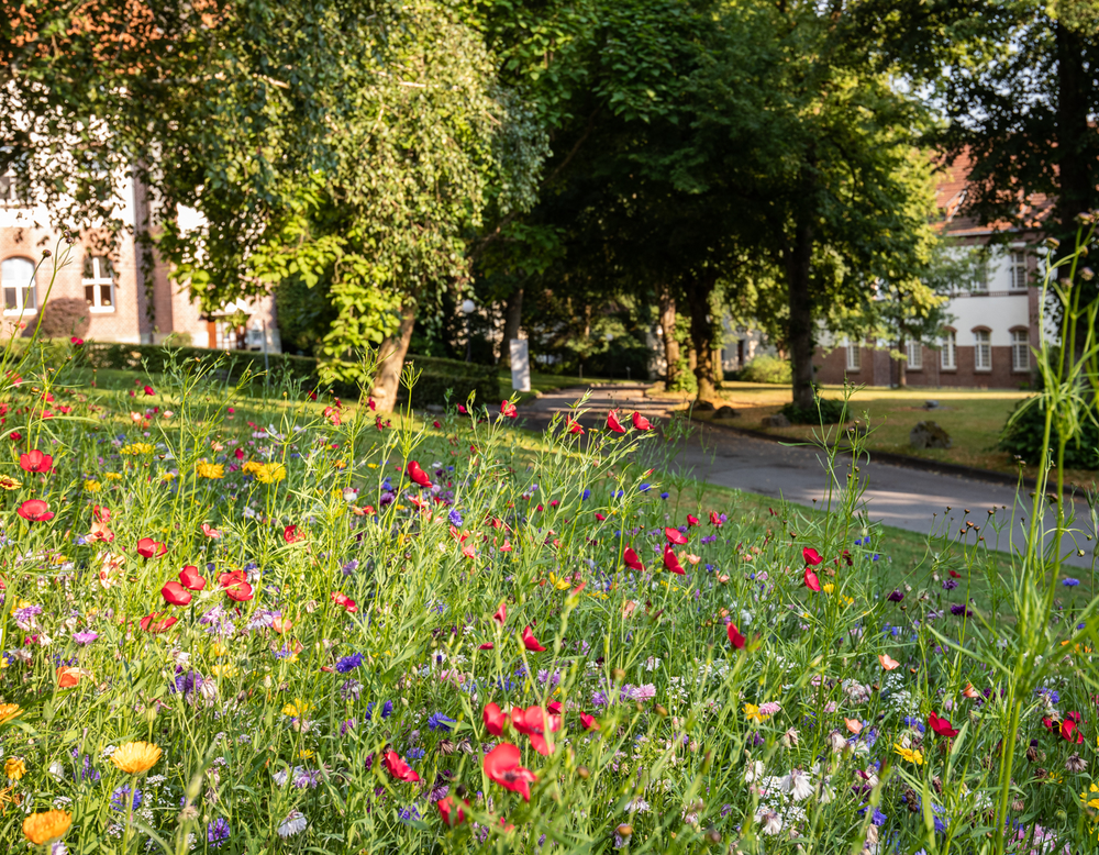 Eine bunte Blumenwiese wild gewachsen.