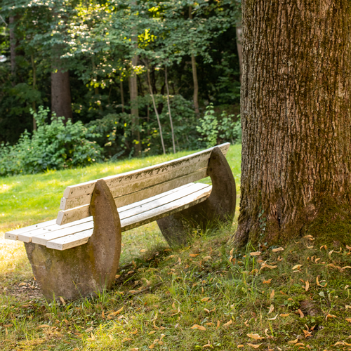 Eine Parkbank im Schatten eines Baumes.